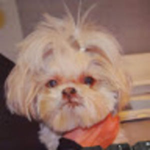 Meet your Posher, Donna